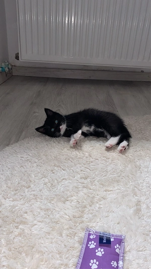 kleiner BKH Kater abzugeben