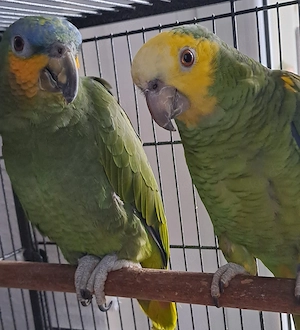 Papageien Pärchen Amazonen 