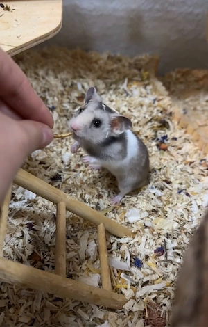 Goldhamster (5 Monate alt) mit Käfig und Zubehör zusammen