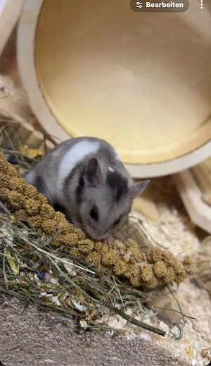 Goldhamster mit Käfig und Zubehör