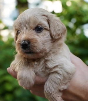  Wunderschöner Maltipoo-Welpe   Liebevoll, Verspielt & Bereit für ein Neues Zuhause