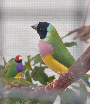 Junge bunte Gouldamadine Prachtfink Fink