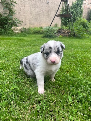 australian shepherd welpen 