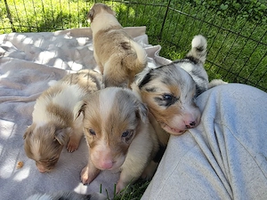 australian shepherd welpen 