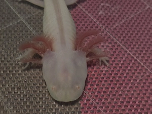 Axolotl Albino Jungtier abzugeben
