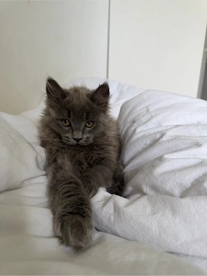 BKH kitten 
