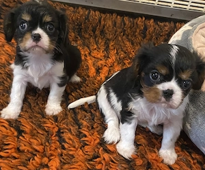 Cavalier King Charles Spaniel Welpen mit Papieren 
