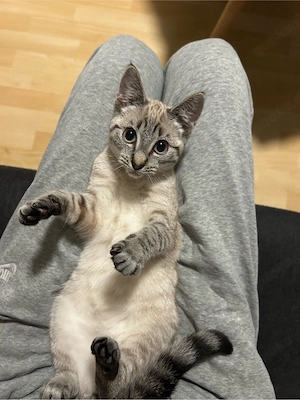 Bkh-Ekh Katze zu verkaufen