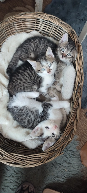 Abgabebereit ! Katzenbaby  Heilige Birmamix