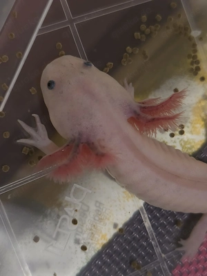 Harlekin Axolotl Jungtier abzugeben