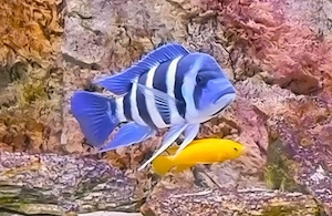 Frontosa Blue Zaire Moba