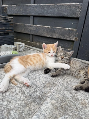 Süßes Katzenmädchen in Grau sucht liebevolles Zuhause 