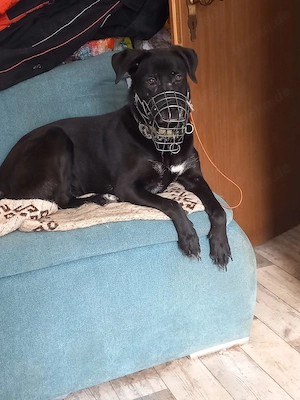 Luna - Sensible Seele sucht hundeerfahrene Menschen