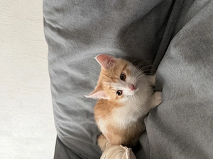 Liebevolles Katzenmädchen sucht ein neues Zuhause 