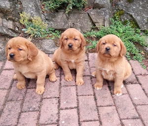 Reinrassige Labradorwelpen 