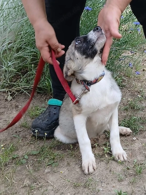 Moni, 4 Monate, lieb, aufgeschlossen