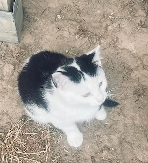 Katzenbaby ab sofort abzugeben