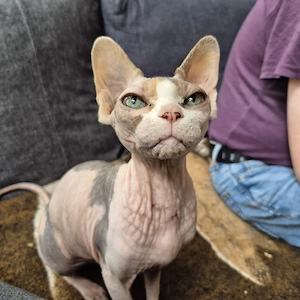 2 Sphynx Katzen suchen ein neues Zuhause 
