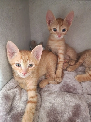 Kater zwei Brüder zu vermitteln 