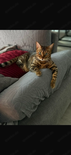 Nala sucht neues Zuhause