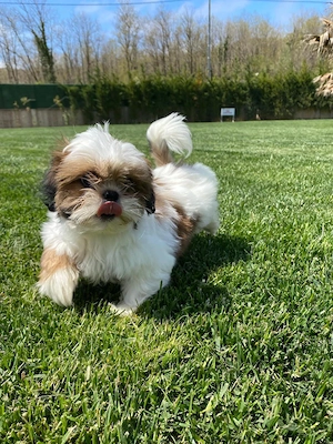 Entzückende Shih-Tzu-Welpen suchen ihr Für-immer-Zuhause! 