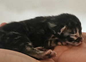 Maine Coon Kitten reinrassig in den typischen Naturfarben Katzenbaby