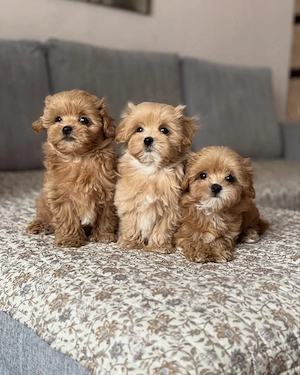 Die schönsten Maltipoo-Welpen sind verfügbar und bereit für ihr neues Zuhause.