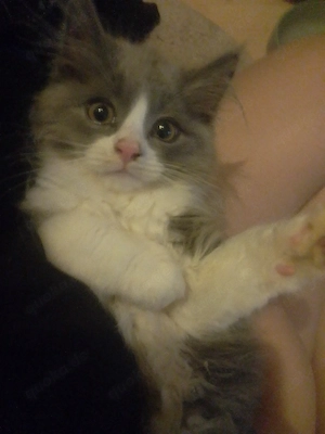 baby kater sucht sb sofort ein neues Zuhause 