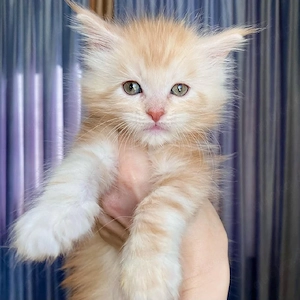 Maine-Coon-Kätzchen