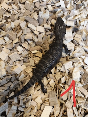 Tiliqua scincoides intermedia Nachzuchten DNZ26