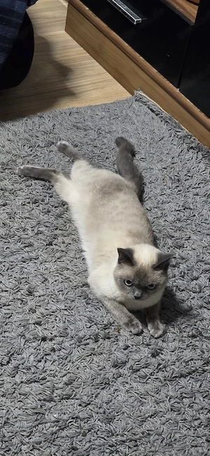 Siam katze