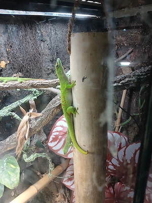 Tausche Gecko gegen Spinne