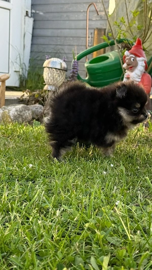 pomeranian