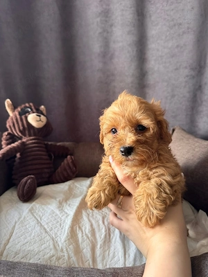 Bella ist ein 8 Wochen alter Maltipoo-Welpe, der ein liebevolles Zuhause sucht.