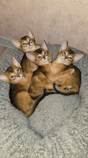Reinrassige Abessinier Kitten