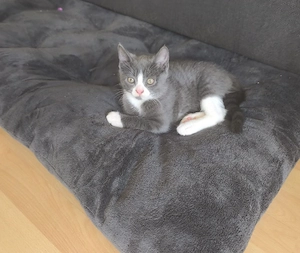 BKH Babaykatzen 