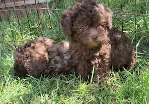 Maltipoo-Welpen suchen jetzt ihr zuhause
