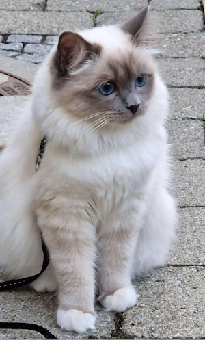 Heilige Birma Kittens - Männchen - zu haben - ab Ende Juli 