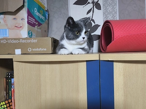 Britisch Kurzhaar (BKH) Katze sucht liebevolles Zuhause