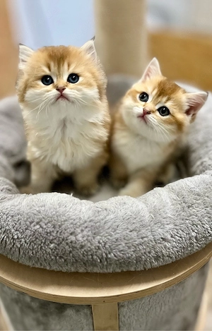 Bkh-Blh Kitten