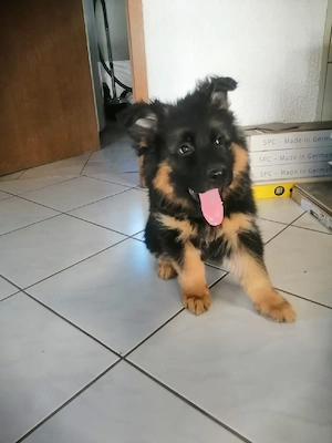 Deutsche schäferhund langhaare 