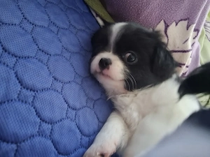 Shi-Tzu Chihuahua Mischling