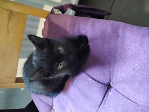 Katzenkinder 