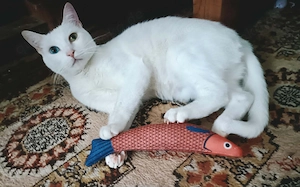 Safia - eine selbstbewusste Katzendame sucht ihr Königreich