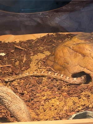 Kornnatter Pantherophis guttatus "Anrey"