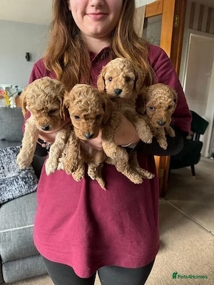 Wunderschöne Cavapoo-Welpen suchen liebevolles Zuhause