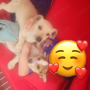 2 Jackrussel welpen suchen 