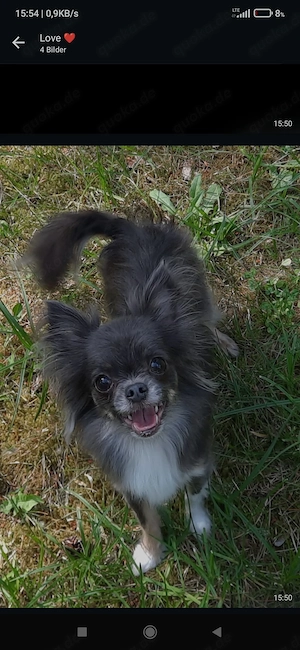 reinrassiger Chihuahua Rüde 3 Jahre alt