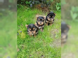 Wunderschöne Yorkshire-Terrier-Welpen suchen ein liebevolles Zuhause