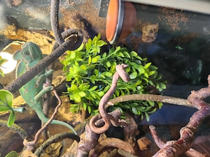 Jemen Chämelon mit terrarium  und zubehör